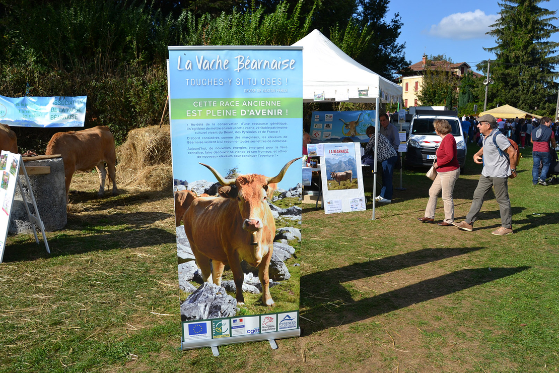 vache bearnaise