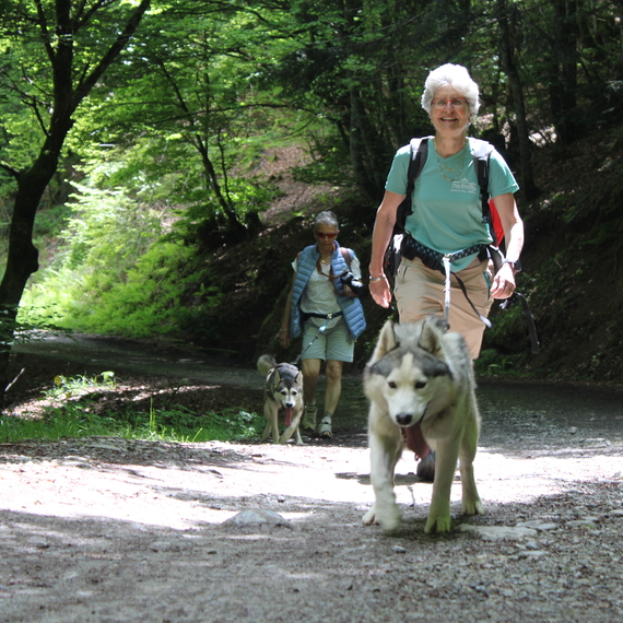 Randonner avec un chien nordique à Oloron Sainte-Marie - OLORON-SAINTE-MARIE