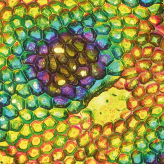 Culture et vous en Haut-Béarn : Exposition Fluorest - OLORON-SAINTE-MARIE