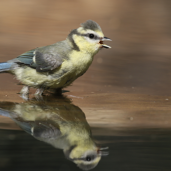 Sortie découverte "Oiseaux" - OLORON-SAINTE-MARIE