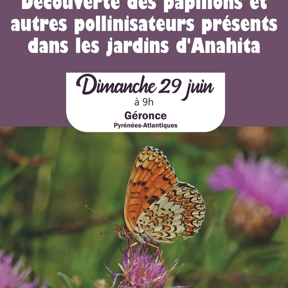 Sortie nature - Découverte des papillons et autres pollinisateurs présents dans les jardins d'Anahita - GERONCE
