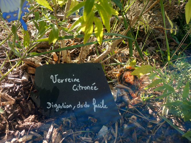 Découverte des plantes sauvages et aromatiques par Anim'à être