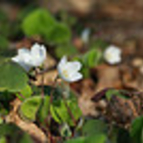 Sortie découverte "Plantes comestibles" - OLORON-SAINTE-MARIE