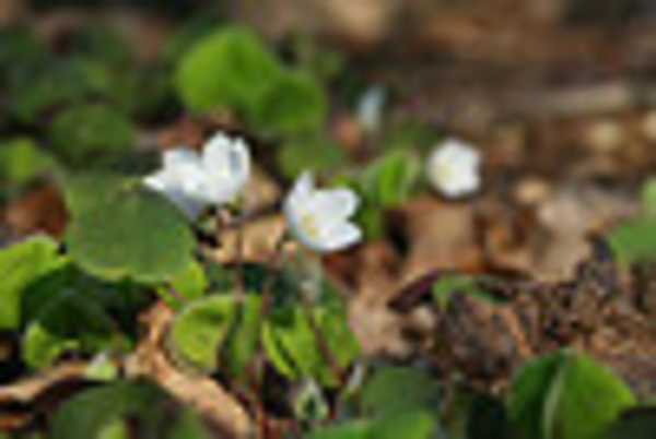 Sortie découverte "Plantes comestibles" - OLORON-SAINTE-MARIE