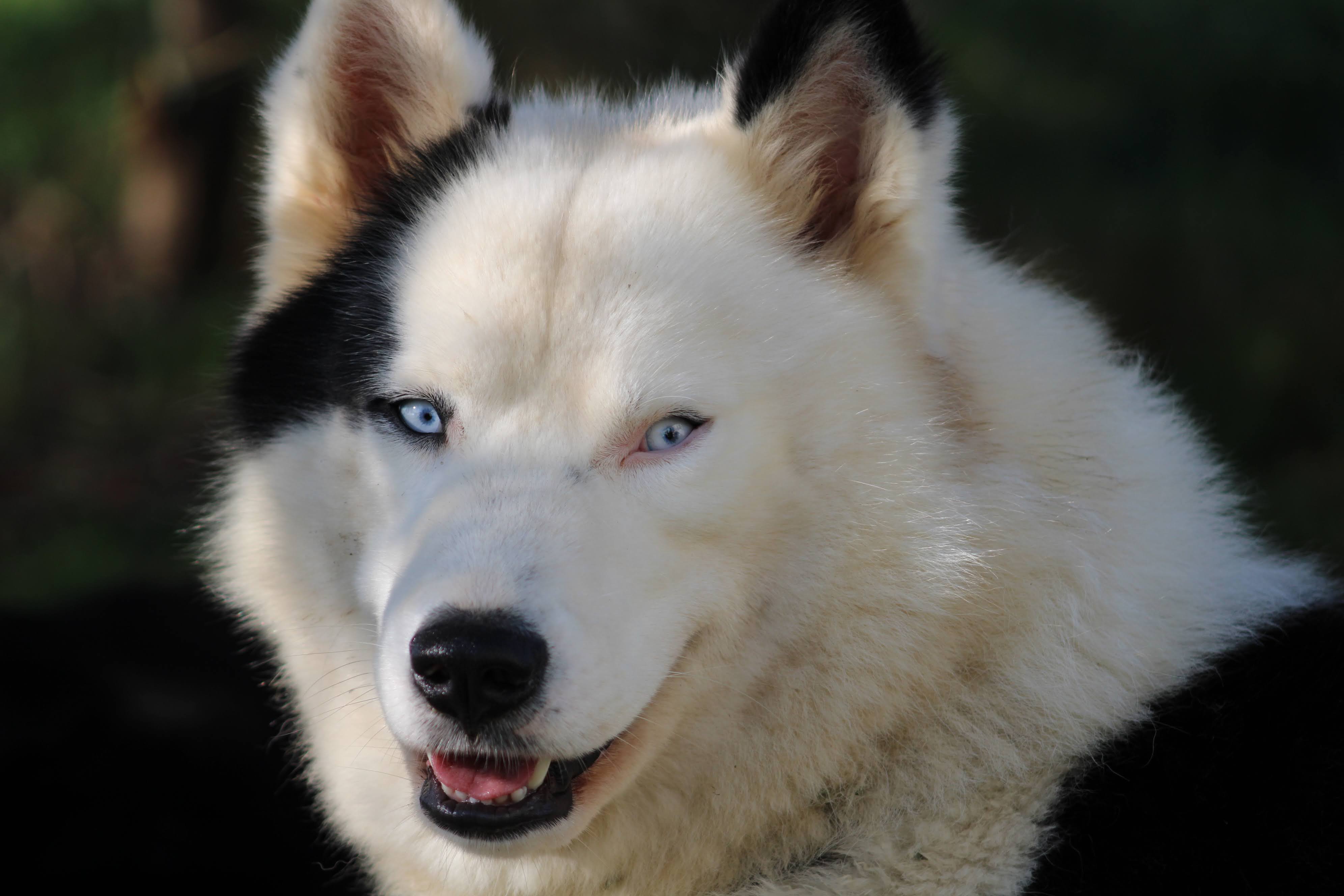 Découverte de la grange du musher - OLORON-SAINTE-MARIE