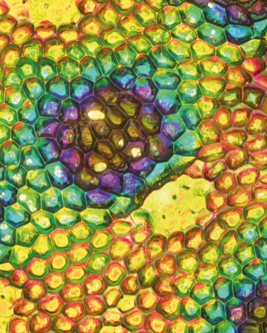 Culture et vous en Haut-Béarn : Exposition Fluorest - OLORON-SAINTE-MARIE