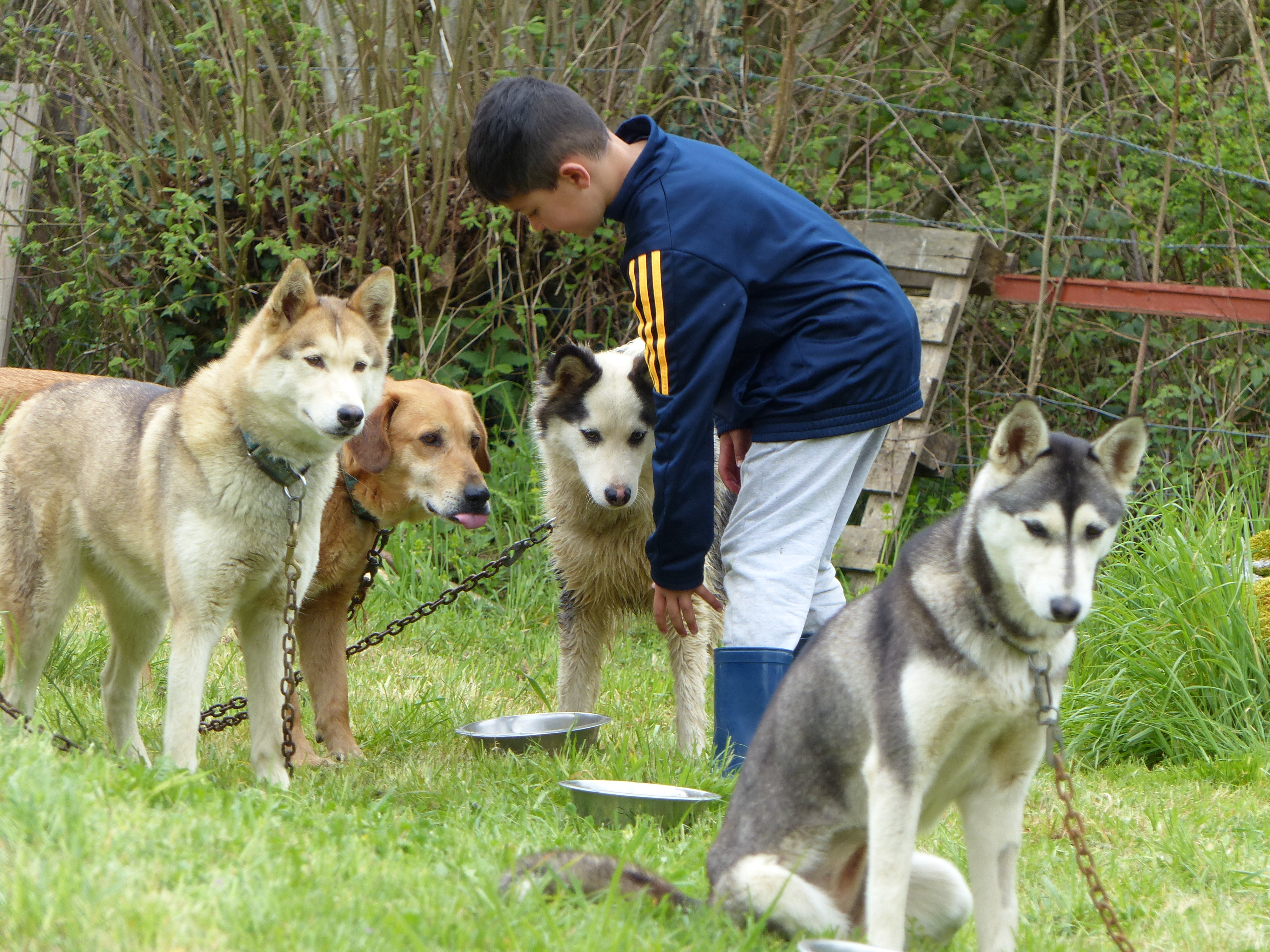 Randonner avec un chien nordique à Oloron Sainte-Marie - OLORON-SAINTE-MARIE
